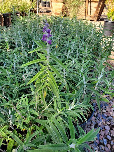 MEXICAN BUSH SAGE (Salvia leucantha) - Treeland Nurseries
