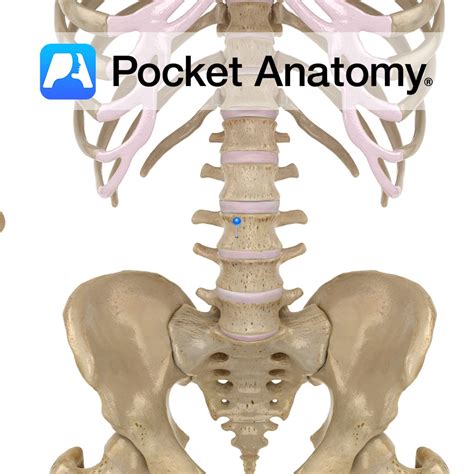 Lumbar vertebra L3 - body - Pocket Anatomy