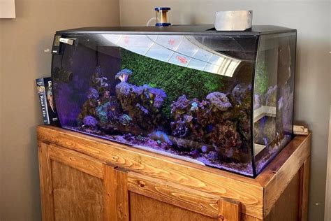 Fluval Flex 32 5 Review Best Large Saltwater Aquarium Kit