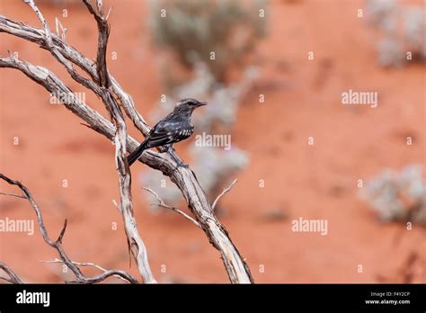 An Australian Willie Wagtail Hi Res Stock Photography And Images Alamy