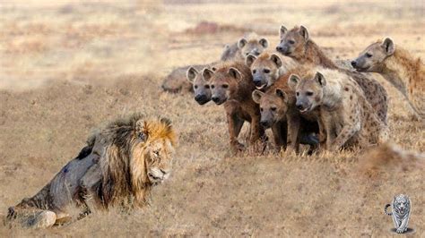 Lion vs Hyena Real Fight! Hyena Lion Attack Hunting Fight! || Lion vs