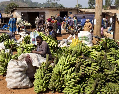 Small Scale Banana Farmers on the Rise in Cameroon