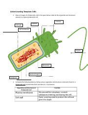 WK 2 Cells MRidings Docx Active Learning Template Cells 1 Draw An