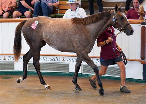 Grey Thoroughbred Racing