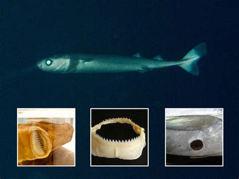 fearless cookiecutter shark   great whites uf scientists find