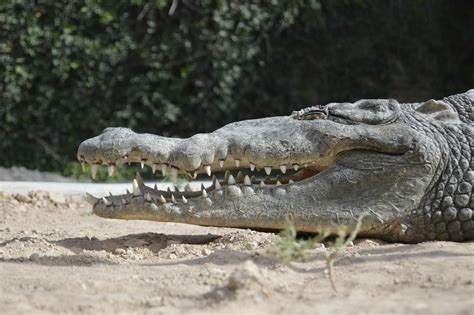 Are There Crocodiles In The Nile River? - Travel2Egypt