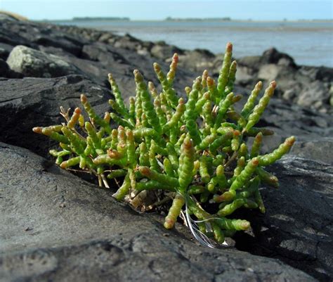 Salicornia europaea Seed