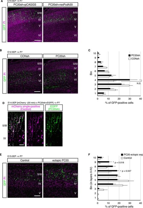 Figures And Data In Identity Of Neocortical Layer Neurons Is