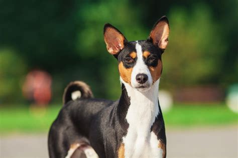 Razas de perros del Congo con fotos y descripciones de razas - dogbible