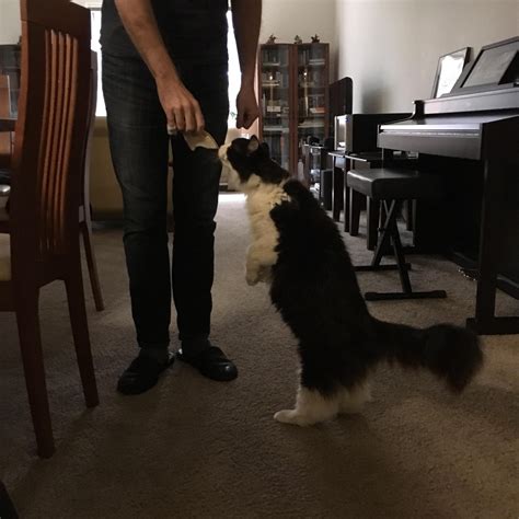 Obsessed with this photo of my cat sniffing some bologna! : r/cats