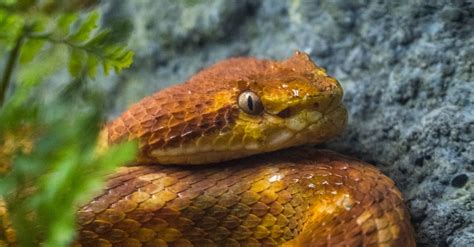 Orange Snake in a Forest · Free Stock Photo