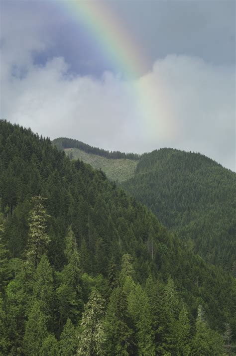 Olympic National Forest Washington