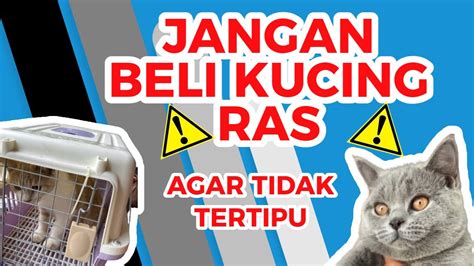 Tips Membeli Kucing Ras Agar Tidak Tertipu Youtube