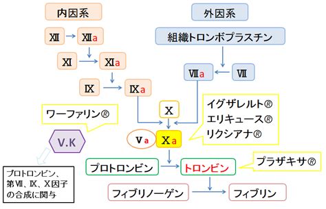 脳梗塞予防：抗血小板薬、抗凝固薬どちらを使う？ くすりカンパニー 役立つ薬学情報サイト