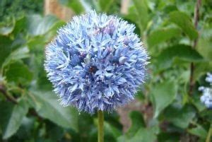 Декоративный лук с фиолетовыми цветами: фото