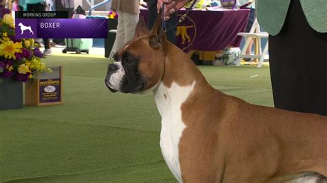 Boxers Breed Judging 2023 YouTube