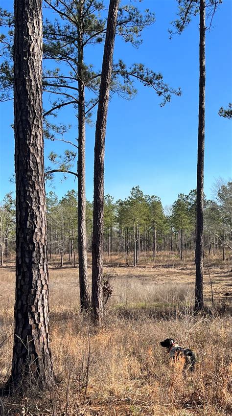 Gentleman Bobwhite in 2024 | Quail hunting, Country sports, Outdoor