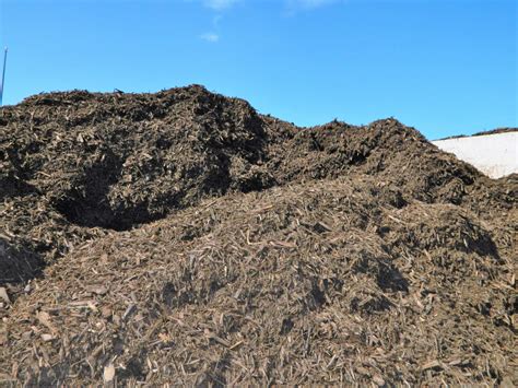 Cascade Cedar Gorilla Hair Bedrock Landscaping