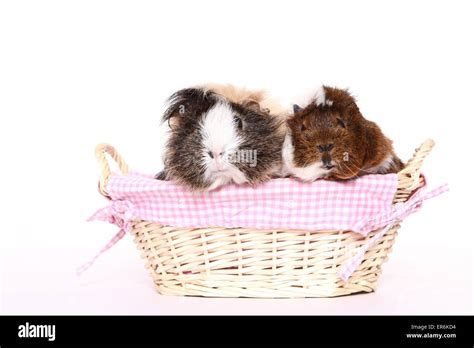 Guinea Pigs Stock Photo Alamy