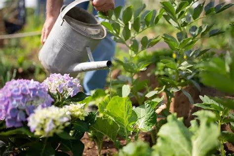 hydrangea library care varieties  gardening tips