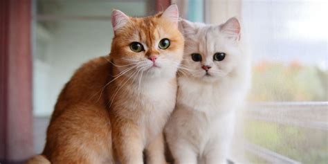 When Were Cats Domesticated? A Brief History - Cats.com