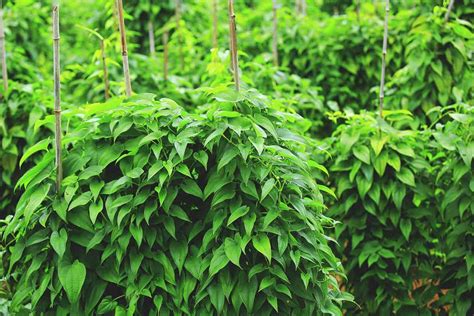 Growing Yams: Varieties, Planting Guide, Care, Problems and Harvest