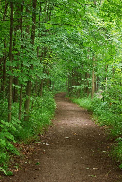 forest path stock  dh textures  deviantart