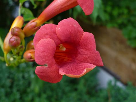 Campsis radicans 'Flamenco' - Riverside Garden Centre