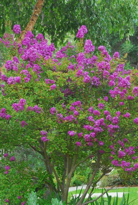 Dwarf Flowering Shrubs For Shade