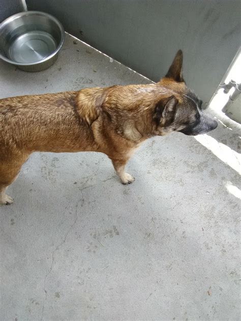 PANHANDLE HUMANE SOCIETY - Scottsbluff NE - Hours, Directions, Reviews