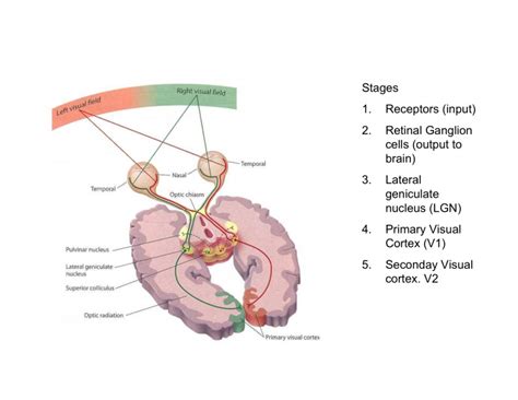 PPT Stages 1 Receptors Input 2 Retinal Ganglion Cells Output