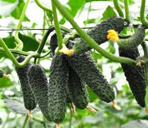 Огурец лютояр f1: описание, отзывы о сорте, фото, посадка и уход