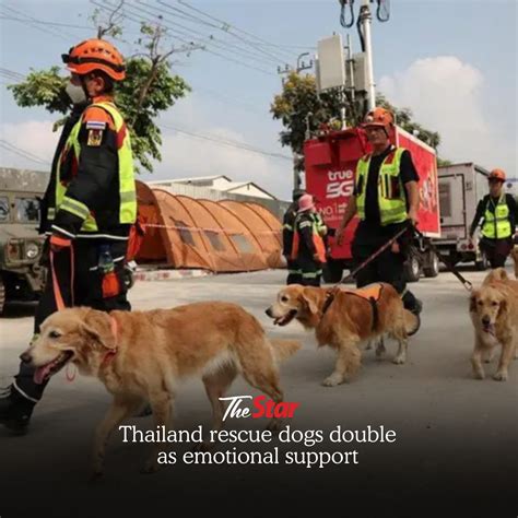 The Star - Thailand’s search and rescue dogs are taking on the role of