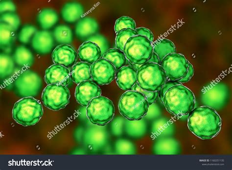 Chlamydia Trachomatis Bacteria 3d Illustration Causative Stock