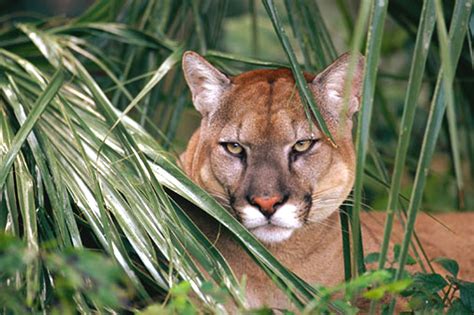 Florida Wildlife Extension At Uf Ifas