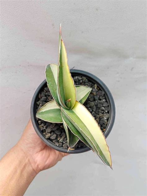 Sansevieria Robusta Dwarf White Variegated Bare Rooted