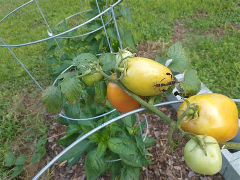 What are these bugs on my tomatoes? Friend or foe? : r/gardening