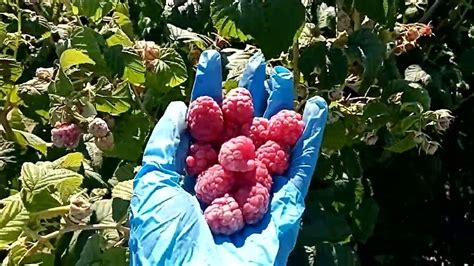 Малина ремонтантная #Полесье - YouTube
