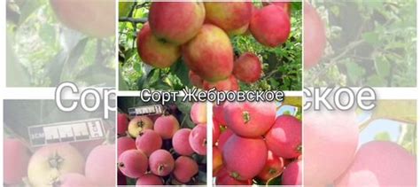 Саженцы яблони зкс купить в Барнауле | Товары для дома и дачи | Авито