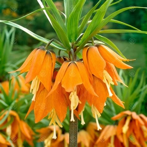 Buy Fritillaria Imperialis Aurora Crown Imperial Free Uk Delivery