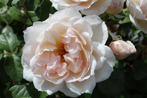 The Generous Gardener Climbing Rose Uk Fasci Garden