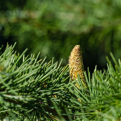 Junto De Um Cone Macho E Agulhas Verdes Do Cedro Cedrus Deodara Deodar