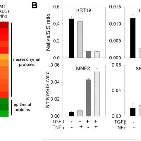 Protein expression of EMT markers and proteins related to cytoskeletal ...