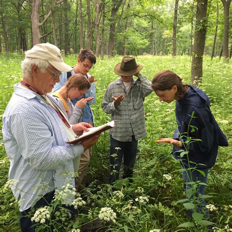 Vestal Grove: Sedge Heads