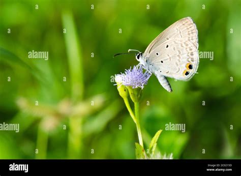 cycad blue  plains cupid butterfly chilades pandava stock photo alamy