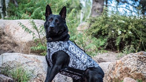 Cspd K9 Kylo Receives Donation Of Body Armor