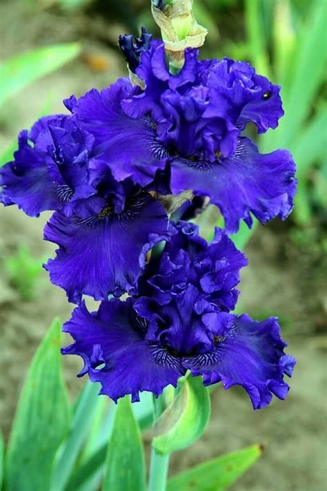 3978 best Blue flowers images on Pinterest | Beautiful flowers, Blue ...