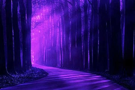 Purple Forest Wallpapers Top Free Purple Forest Backgrounds