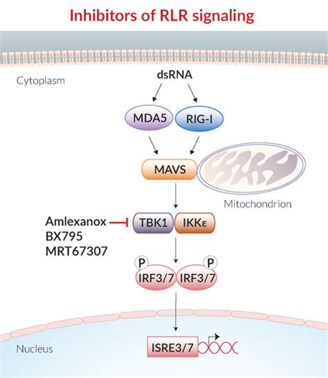 Rigi Signaling Pathway