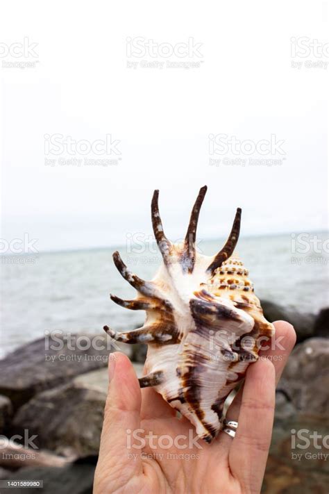 Lambis Is A Genus Of Large Sea Snails Sometimes Known As Spider Conchs